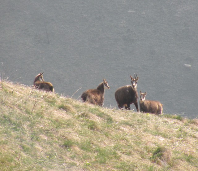 camoscio al monte generoso, svizzera